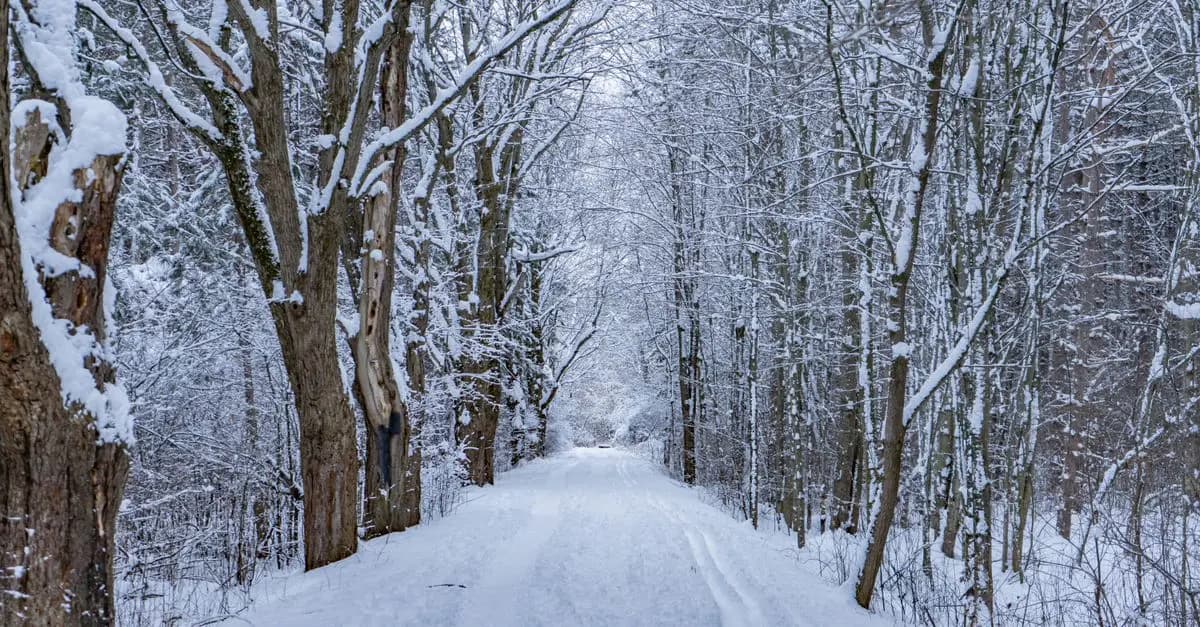 Guide des meilleures bottes pour la randonnée hivernale